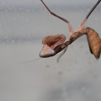 Sphodromantis lineola