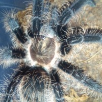 B albopilosum