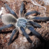 Monocentropus balfouri 0.1