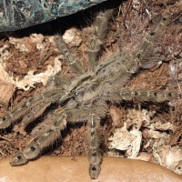 Stromatopelma calceatum