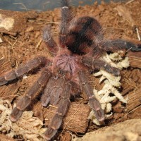 Avicularia minatrix 0.1