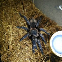 Freshly molt Homoeomma sp. Blue or Thrixopela lagunas?