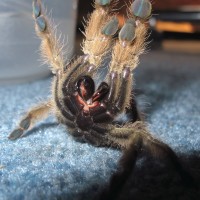 Stromatopelma calceatum