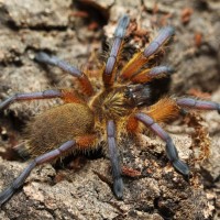 Harpactira pulchripes