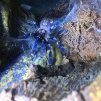 My poecilotheria metallica