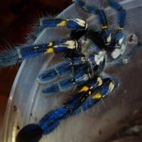 Poecilotheria metallica