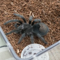 G. pulchra