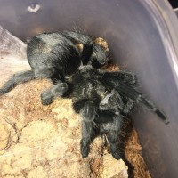 Another pic of the molted Grammostola pulchra