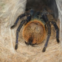 GBB premolt butt