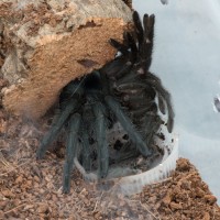 G. pulchra molted