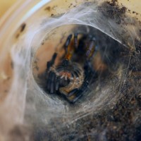 H.pulchripes Molting