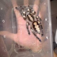 Poecilotheria metallica