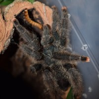 Avicularia metallica