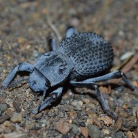 Asbolus verrucosus(Blue Death Feigning Beetle)