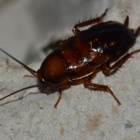 Parcoblatta pennsylvanica(Pennsylvania Wood Roach) Nymph