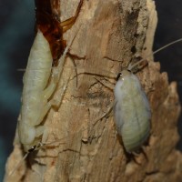 Molting and Freshly Molted P.pennsylvanica Nymphs