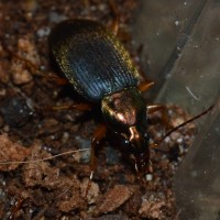 Chlaenius tricolor(Tricolored Ground Beetle)