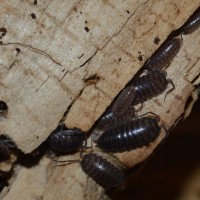 Cylisticus convexus