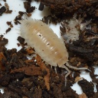 Trachelipus rathkii"Albino"