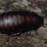 Elliptorhina laevigata Nymph