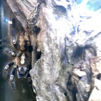 Poecilotheria metallica 0.1