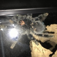 Avicularia Avicularia