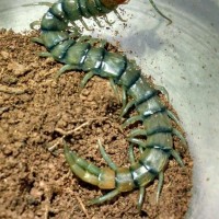 Scolopendra polymorpha