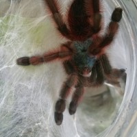 Avicularia versicolor