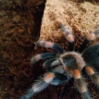 Brachypelma smithi