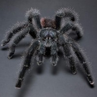 Avicularia sp. "Amazonica" (Manaus)