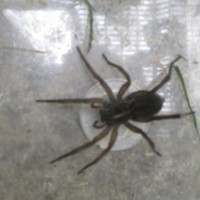 Spider "Wulfie"; Tigrosa helluo