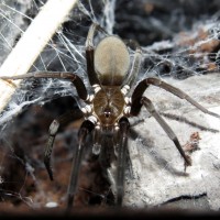 Kukulcania hibernalis (Filistatidae): Female