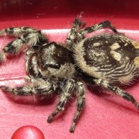 Female Phidippus otiosus (Salticidae)