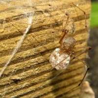 Scytodes longipes (Scytodidae): Female With Egg Sac