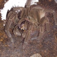 T stirmi