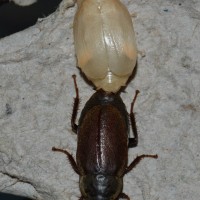 Diploptera punctata Teneral Mating