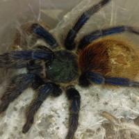 My GBB