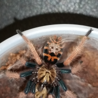 Chromatopelma cyanopubescens