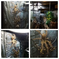 P. Regalis