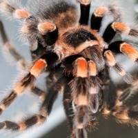 B. smithi