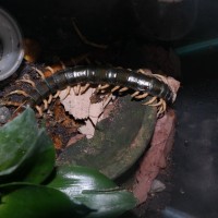 Scolopendra subspinipes Yellow Legs