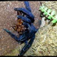 T.violaceus dinner time ;)