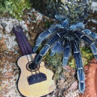 Nugget the Musical Tarantula