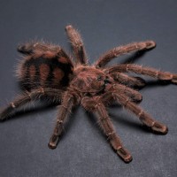 Avicularia minatrix