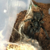 Haplopelma sp.