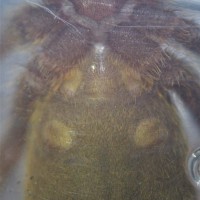 OBT Male or Female?