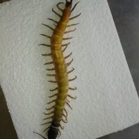 Centipede Taxidermy