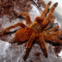 P.murinus