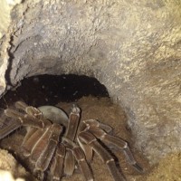 1st shot of her since she molted