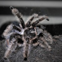 B. albopilosum "Nicaraguan"